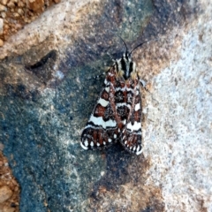 Apina callisto (Pasture Day Moth) at Uriarra Village, ACT - 16 Apr 2019 by fourjays