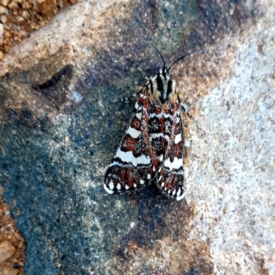 Apina callisto (Pasture Day Moth) at Uriarra Village, ACT - 15 Apr 2019 by fourjays