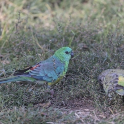 Psephotus haematonotus (Red-rumped Parrot) at Jerrabomberra Wetlands - 16 Apr 2019 by Alison Milton
