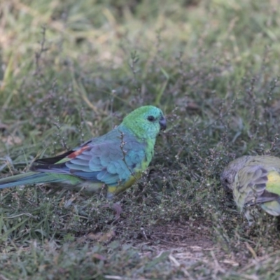 Psephotus haematonotus (Red-rumped Parrot) at Fyshwick, ACT - 16 Apr 2019 by AlisonMilton