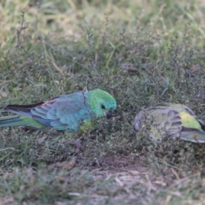 Psephotus haematonotus at Fyshwick, ACT - 16 Apr 2019