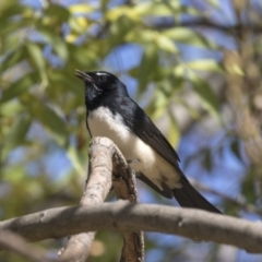 Rhipidura leucophrys (Willie Wagtail) at Fyshwick, ACT - 16 Apr 2019 by AlisonMilton