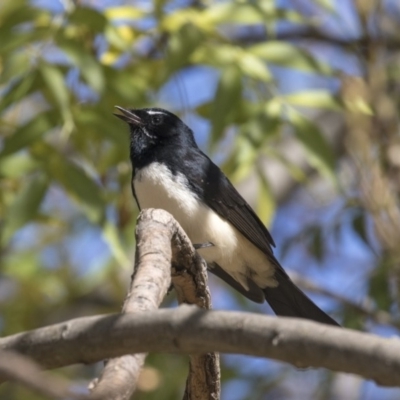 Rhipidura leucophrys (Willie Wagtail) at Fyshwick, ACT - 16 Apr 2019 by Alison Milton
