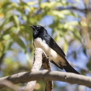 Rhipidura leucophrys at Fyshwick, ACT - 16 Apr 2019 10:17 AM