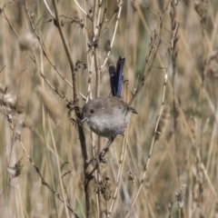 Malurus cyaneus (Superb Fairywren) at Fyshwick, ACT - 16 Apr 2019 by Alison Milton