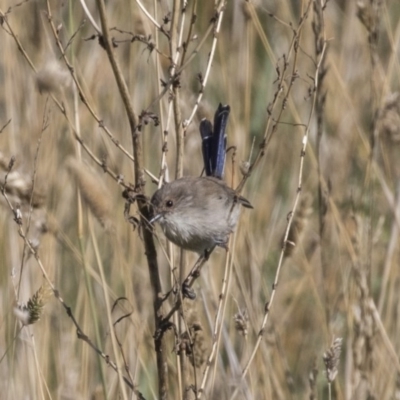 Malurus cyaneus (Superb Fairywren) at Fyshwick, ACT - 16 Apr 2019 by AlisonMilton