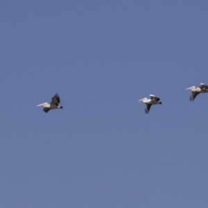 Pelecanus conspicillatus at Fyshwick, ACT - 16 Apr 2019