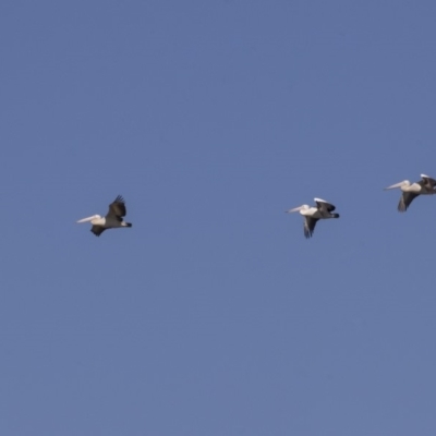 Pelecanus conspicillatus (Australian Pelican) at Fyshwick, ACT - 16 Apr 2019 by AlisonMilton