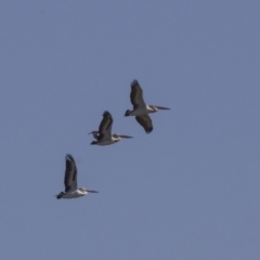 Pelecanus conspicillatus at Fyshwick, ACT - 16 Apr 2019