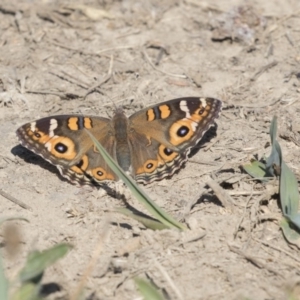 Junonia villida at Fyshwick, ACT - 16 Apr 2019