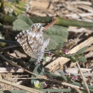 Theclinesthes serpentata at Fyshwick, ACT - 16 Apr 2019 10:24 AM