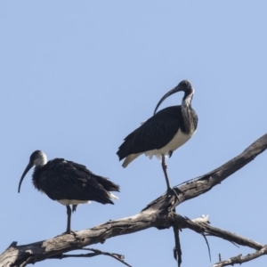 Threskiornis spinicollis at Fyshwick, ACT - 16 Apr 2019 10:34 AM