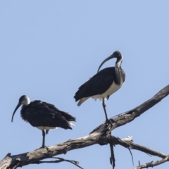 Threskiornis spinicollis (Straw-necked Ibis) at Jerrabomberra Wetlands - 16 Apr 2019 by Alison Milton