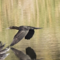Phalacrocorax sulcirostris (Little Black Cormorant) at Jerrabomberra Wetlands - 16 Apr 2019 by Alison Milton