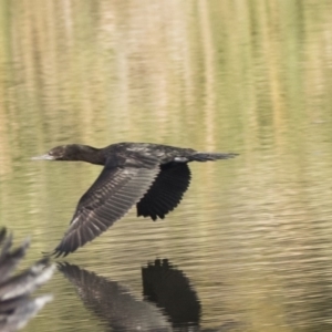 Phalacrocorax sulcirostris at Fyshwick, ACT - 16 Apr 2019 11:10 AM