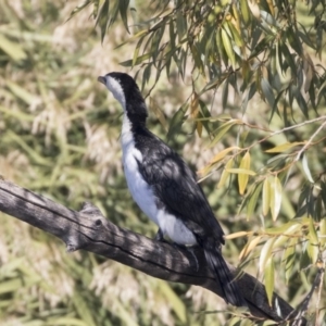 Microcarbo melanoleucos at Fyshwick, ACT - 16 Apr 2019