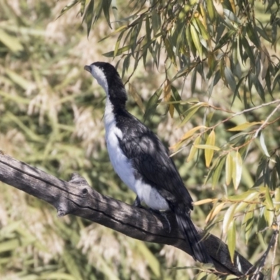 Microcarbo melanoleucos (Little Pied Cormorant) at Jerrabomberra Wetlands - 16 Apr 2019 by Alison Milton