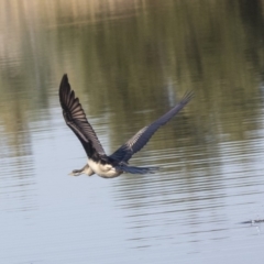 Anhinga novaehollandiae (Australasian Darter) at Fyshwick, ACT - 16 Apr 2019 by Alison Milton