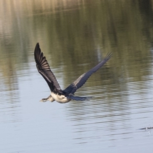 Anhinga novaehollandiae at Fyshwick, ACT - 16 Apr 2019 11:09 AM