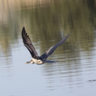 Anhinga novaehollandiae (Australasian Darter) at Jerrabomberra Wetlands - 16 Apr 2019 by Alison Milton