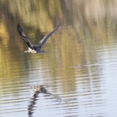 Anhinga novaehollandiae at Fyshwick, ACT - 16 Apr 2019 11:09 AM