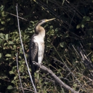 Anhinga novaehollandiae at Fyshwick, ACT - 16 Apr 2019 11:09 AM