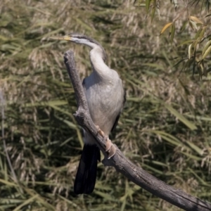 Anhinga novaehollandiae at Fyshwick, ACT - 16 Apr 2019 11:09 AM