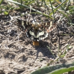 Apina callisto (Pasture Day Moth) at Jerrabomberra Wetlands - 16 Apr 2019 by AlisonMilton