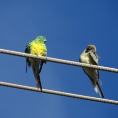 Psephotus haematonotus (Red-rumped Parrot) at Fyshwick, ACT - 16 Apr 2019 by Mike