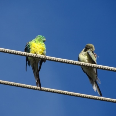 Psephotus haematonotus (Red-rumped Parrot) at Fyshwick, ACT - 16 Apr 2019 by Mike