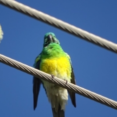 Psephotus haematonotus at Fyshwick, ACT - 16 Apr 2019