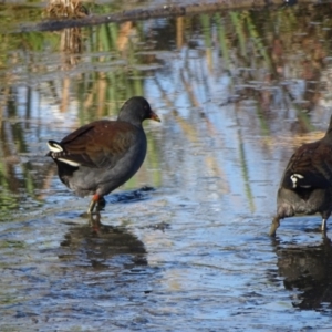 Gallinula tenebrosa at Fyshwick, ACT - 16 Apr 2019 08:18 AM