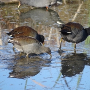 Gallinula tenebrosa at Fyshwick, ACT - 16 Apr 2019