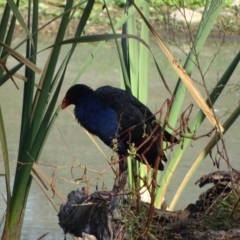 Porphyrio melanotus (Australasian Swamphen) at Jerrabomberra Wetlands - 15 Apr 2019 by Mike