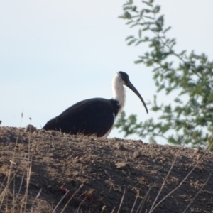 Threskiornis spinicollis at Fyshwick, ACT - 16 Apr 2019