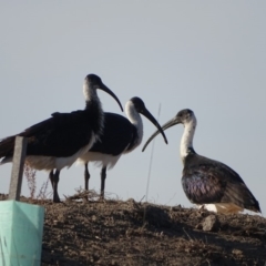 Threskiornis spinicollis at Fyshwick, ACT - 16 Apr 2019