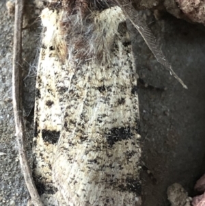 Agrotis porphyricollis at Monash, ACT - 16 Apr 2019 05:22 PM