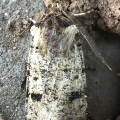 Agrotis porphyricollis at Monash, ACT - 16 Apr 2019 05:22 PM