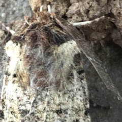 Agrotis porphyricollis at Monash, ACT - 16 Apr 2019