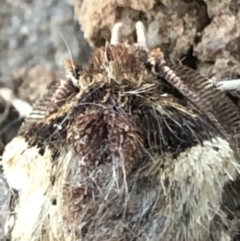 Agrotis porphyricollis at Monash, ACT - 16 Apr 2019