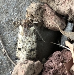 Agrotis porphyricollis at Monash, ACT - 16 Apr 2019