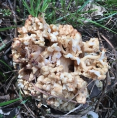 Ramaria sp. (genus) (A Coral fungus) at Mongarlowe, NSW - 15 Apr 2019 by LisaH