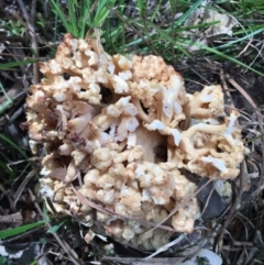 Ramaria sp. (A Coral fungus) at Mongarlowe, NSW - 15 Apr 2019 by LisaH