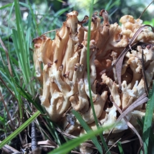 Ramaria sp. at Mongarlowe, NSW - 15 Apr 2019