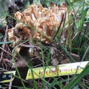 Ramaria sp. at Mongarlowe, NSW - 15 Apr 2019