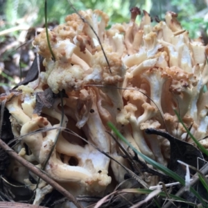 Ramaria sp. at Mongarlowe, NSW - 15 Apr 2019