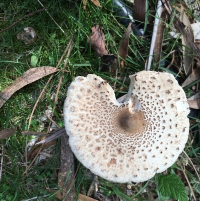 Macrolepiota sp. at QPRC LGA - 15 Apr 2019 by LisaH