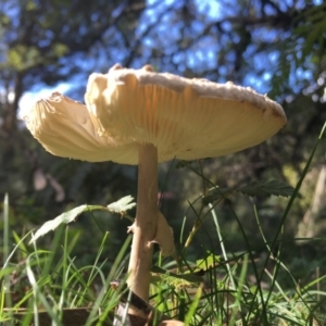 Macrolepiota sp. at Mongarlowe, NSW - 15 Apr 2019
