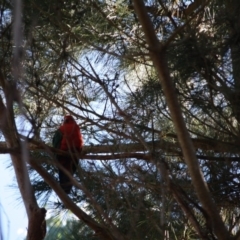 Alisterus scapularis (Australian King-Parrot) at Mongarlowe, NSW - 16 Apr 2019 by LisaH