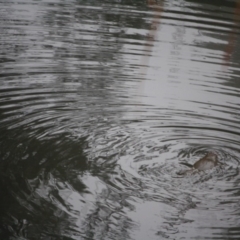 Ornithorhynchus anatinus (Platypus) at Budawang, NSW - 16 Apr 2019 by LisaH
